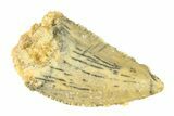 Serrated, Raptor Tooth - Real Dinosaur Tooth #297461-1